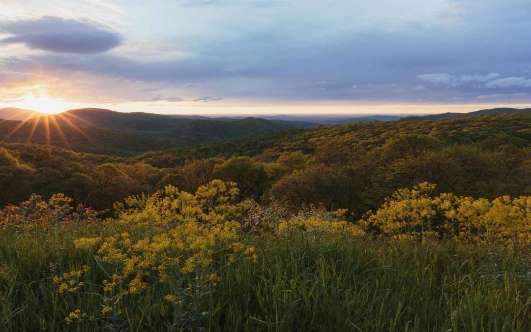 The Wildflowers of Shenandoah National Park
