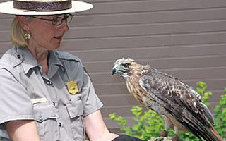 Where to see birds of prey