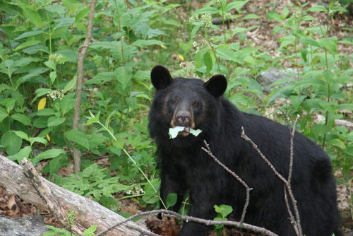 Black Bear Year in Shenandoah National Park: What Happens in the Winter?