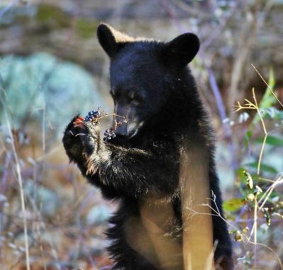 Black Bears in the Park: What Happens in the Winter?