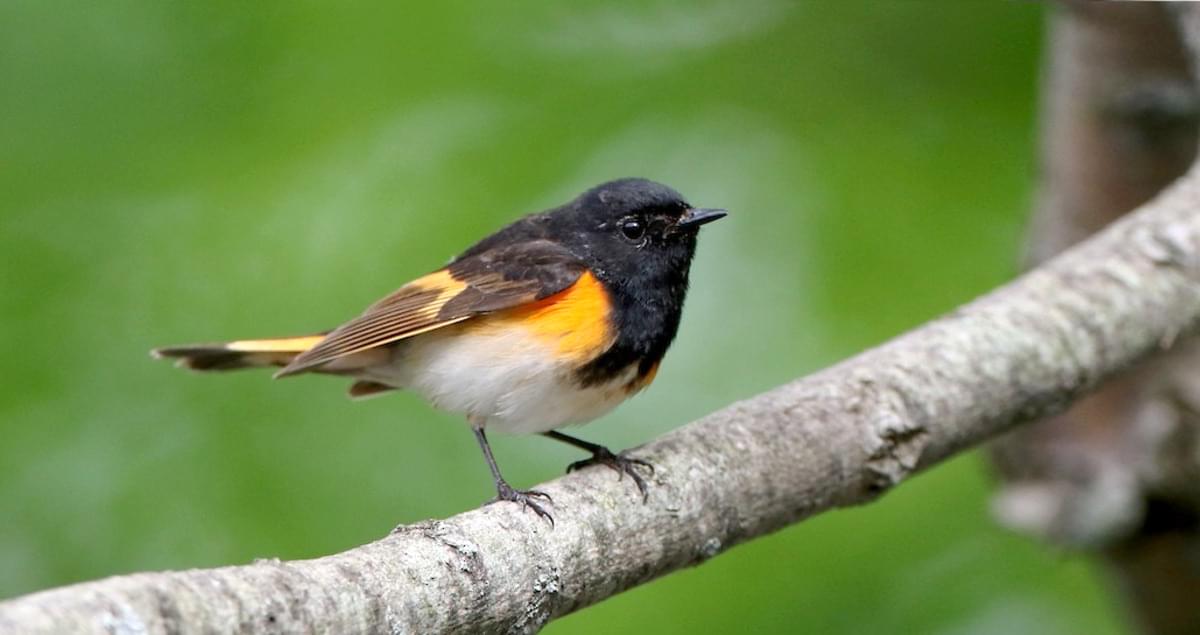 This image has an empty alt attribute; its file name is American-Redstart-bird.jpg