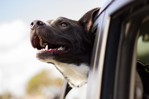 Dog Friendly Travel Tips at Shenandoah National Park