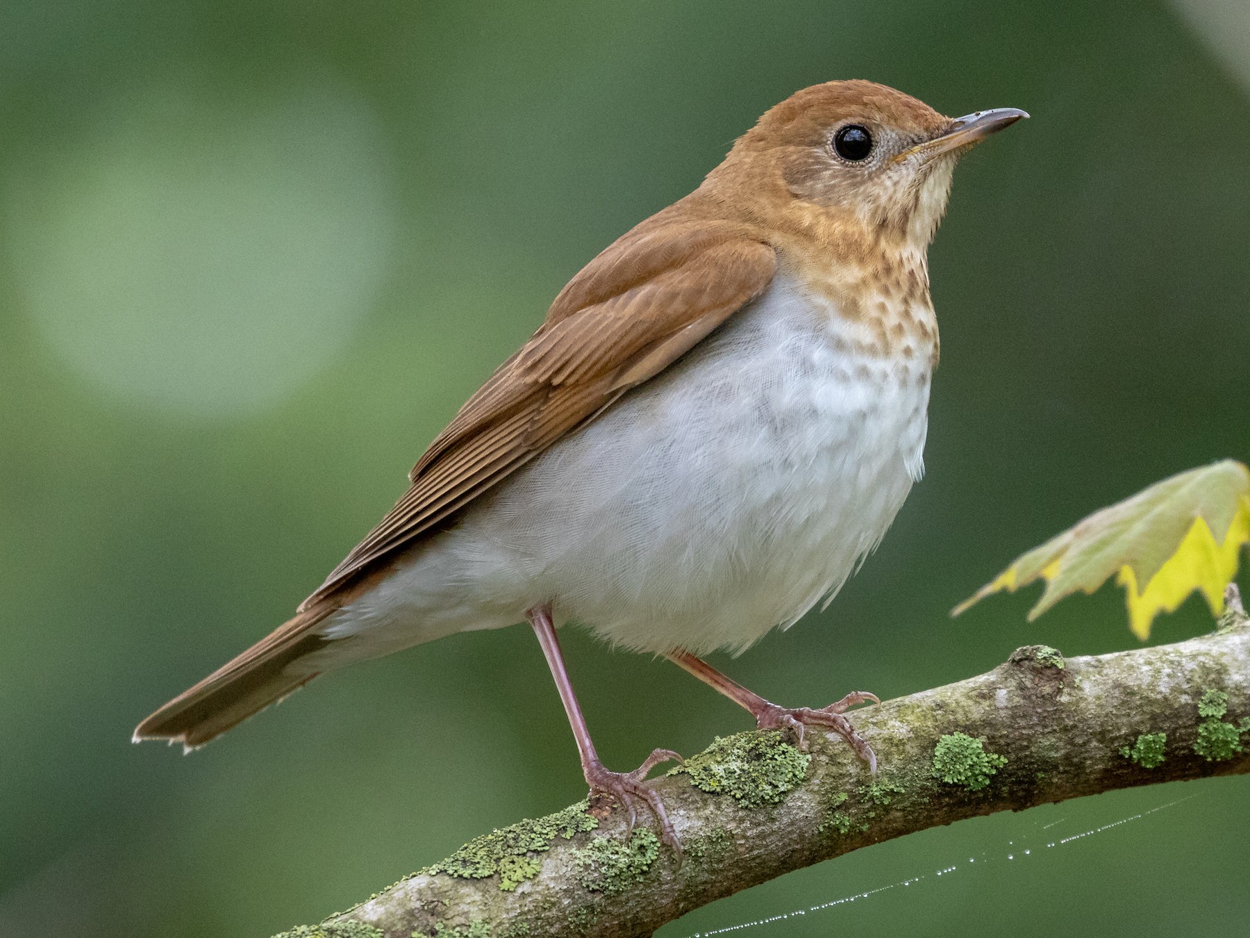 This image has an empty alt attribute; its file name is Veery.jpg