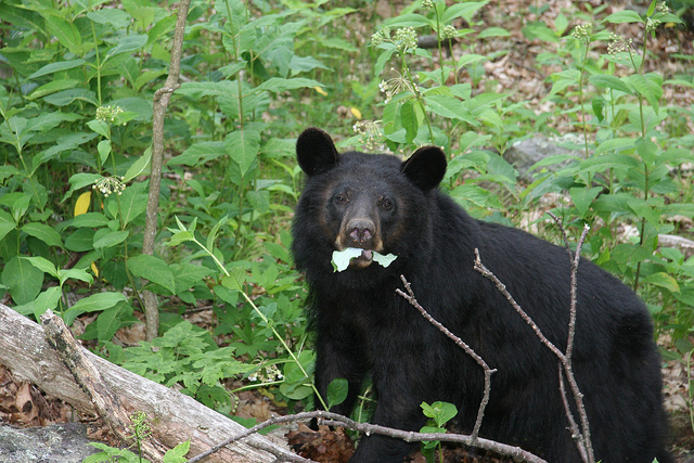 American Black Bear (U.S. National Park Service)